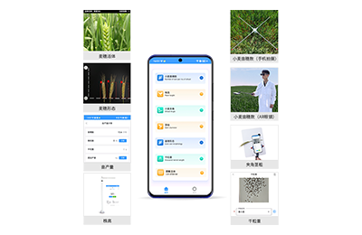 宜昌市小麦表型测量仪IN-XM05